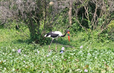 Saddle-billed Stork (Ephippiorhynchus senegalensis), aka Saddlebill, Kazinga Channel, Queens Elizabeth National Park, Uganda, Africa.