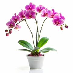 orchid plant on white background