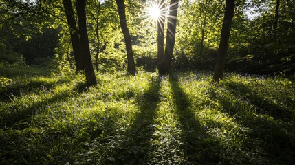 Obraz premium Golden Hour Magic: Enchanting Forest Scene with Luminous Bluebells and Long Shadows