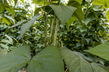 Organic green beans on the branch in the greenhouse of an organic farm.