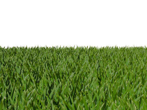 Grass lawn isolated on white