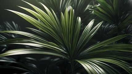 Closeup tropical palm leaf and shadows, exotic abstract natural green lush background, dark tone textures. garden park plant summer foliage panoramic banner wallpaper. Inspire relaxing nature