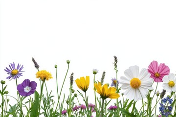 Colorful wildflowers blooming against a white isolated background, perfect for nature-themed designs.