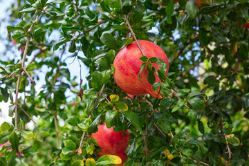 Roter Granatapfel an einem Strauch