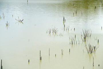 Tranquil Water Surface with Sticks and Reflection