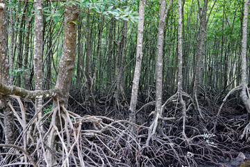 Lush Mangrove Forest with Intricate Root System