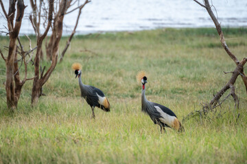 A serene landscape shows a Crowned Crane in a lush green field, Tanzania