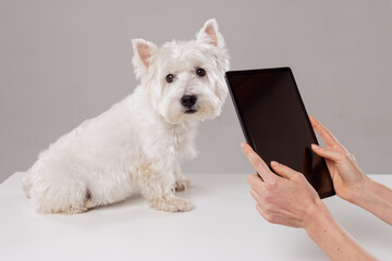 Female veterinarian examining the oral health of a West Highland White Terrier on a white background