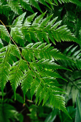 Close up shot of Cleopatra Fern