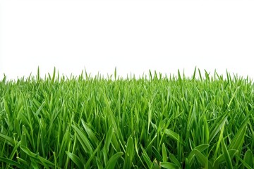 Fototapeta premium Vibrant green grass over a white isolated background, perfect for nature and gardening themes.