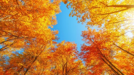 Vibrant Autumn Forest: Trees Ablaze in Red, Orange, Yellow Against Blue Sky - Ultra-Detailed Nature Scene