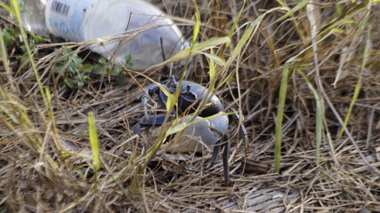 Cangrejo Azul, en la carretera de Veracruz a Montegordo, Casitas, Veracruz, Costa Esmeralda.