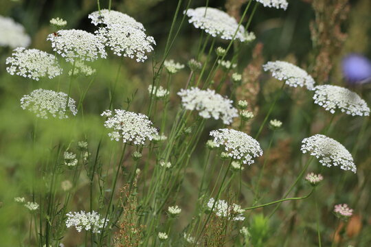 Ammi majus. Bishop's white flower or Queen Anne's lace.