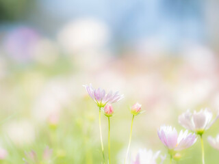 秋の公園や花壇を彩るコスモスのある風景。背景。自然風景素材。