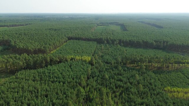 Aerial view of young regrown pine forest