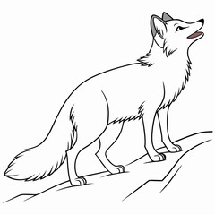 vector Drawing of Arctic fox 