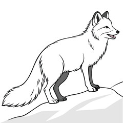 vector Drawing of Arctic fox 