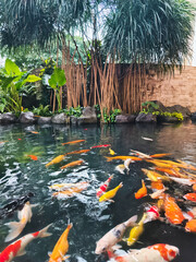 A group of colorful koi fish swimming in the water enjoying their food. Top view. Aquatic fauna...