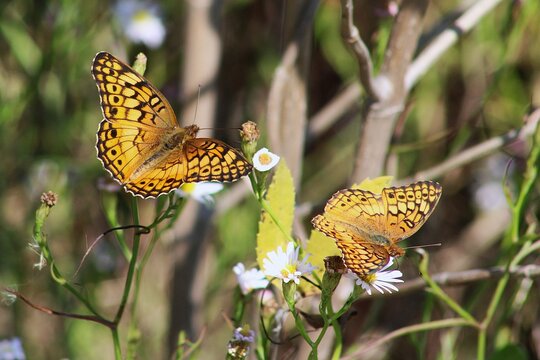 Pair of butterflies macro