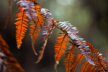 Forêt des Landes de Gascogne, en période automnale
