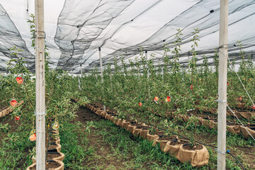 The fruit tree nursery is covered with a protective net