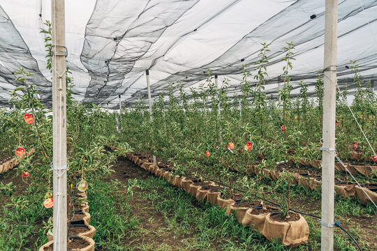 The fruit tree nursery is covered with a protective net