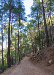 footpath in the forest