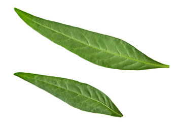 lychee leaves isolated on white background. clipping path