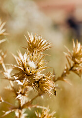 A golden thistle flower with a few seeds on it