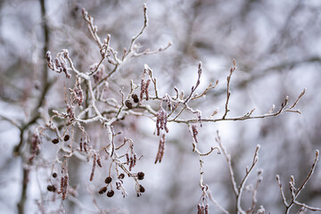 Winter weather., hoar frost on  branches of Alnus glutinosa, black alder or European alder. Catkins or Alder Cones, Common Alder (Alnus glutinosa) in winter.  Winter background.