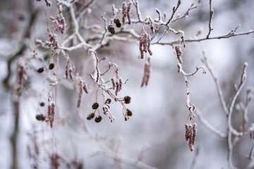 Winter weather., hoar frost on  branches of Alnus glutinosa, black alder or European alder. Catkins or Alder Cones, Common Alder (Alnus glutinosa) in winter.  Winter background.