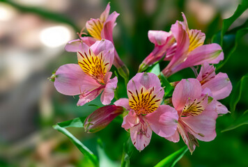 Peruvian lily, also known as Inca lily ( Alstroemeria aurea), private garden, Uniondale.