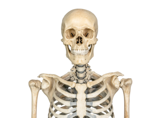 a skeleton with a white background