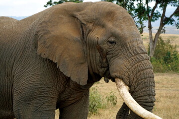 Obraz premium wild living elephant in the serengeti