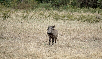 warthog in the serengeti savanna