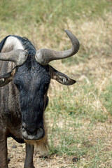 wildebeast in the serengeti park