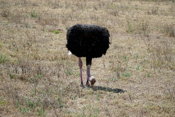 ostrich in the serengeti park