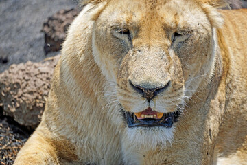 Naklejka premium male and female lion lying in the savanna gras