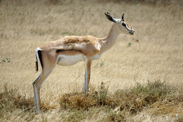 thomsons gazelle in the serengeti