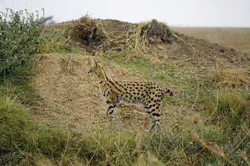 African Serval in the Serengeti