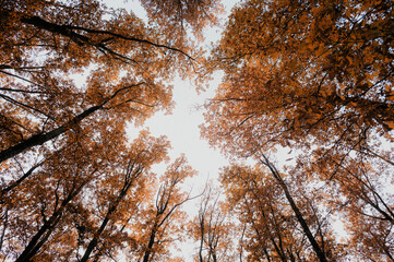 Fototapeta premium autumn in the forest
