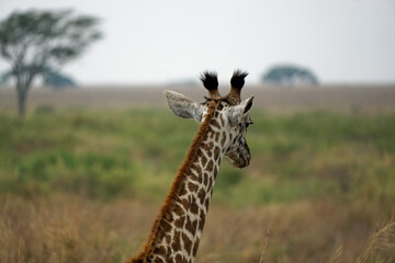 giraffe in the serengeti park