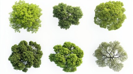collection of tree views from above isolated on white background
