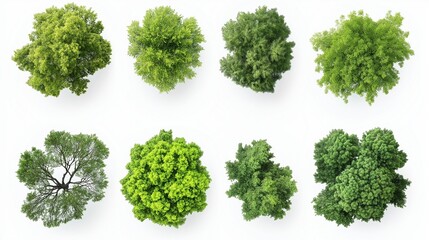 Fototapeta premium collection of tree views from above isolated on white background