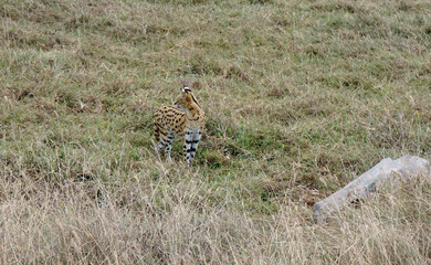 African Serval in the Serengeti
