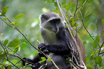 Obraz premium vervet monkey on zanzibar island