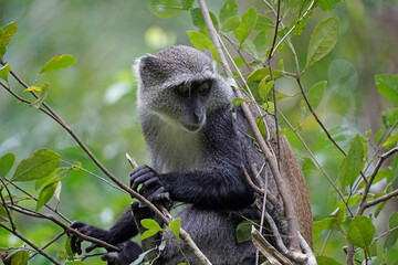 vervet monkey on zanzibar island