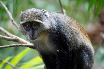 vervet monkey on zanzibar island