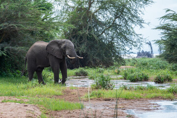 Obraz premium An elephant with very long tusks is drinking fresh water from a river, Tanzania