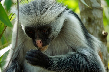Obraz premium zanzibar colobus monkey (Piliocolobus kirkii)